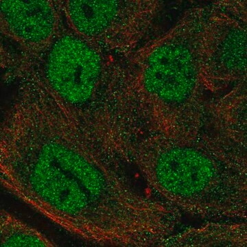 Anti-MTCP1 antibody produced in rabbit Prestige Antibodies&#174; Powered by Atlas Antibodies, affinity isolated antibody