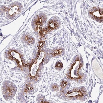 Anti-TAF1D antibody produced in rabbit Prestige Antibodies&#174; Powered by Atlas Antibodies, affinity isolated antibody, buffered aqueous glycerol solution