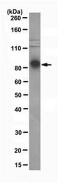 Anticorps anti-Ago2, clone&nbsp;11A9 clone 11A9, from rat