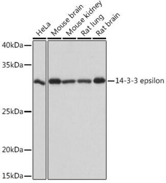 Anti-14-3-3 epsilon Antibody, clone 4X6E1, Rabbit Monoclonal