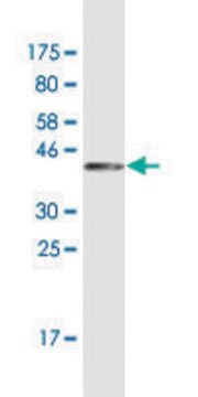 Monoclonal Anti-SH2D3C antibody produced in mouse clone 3C5, ascites fluid, solution