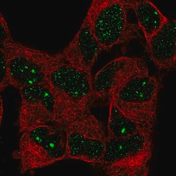 Anti-BAZ1B antibody produced in rabbit Prestige Antibodies&#174; Powered by Atlas Antibodies, affinity isolated antibody