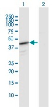 Anti-HEMK1 antibody produced in rabbit purified immunoglobulin, buffered aqueous solution