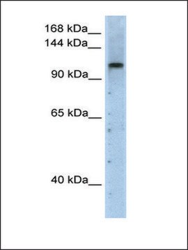 Anti-PRPF6 (AB2) antibody produced in rabbit IgG fraction of antiserum