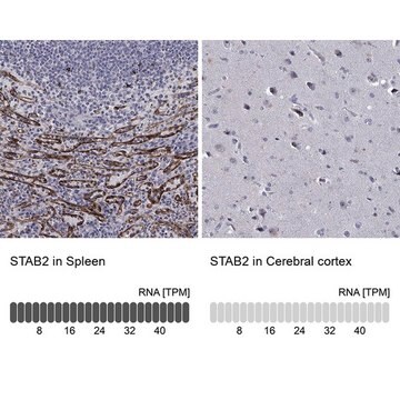 Anti-STAB2 antibody produced in rabbit Prestige Antibodies&#174; Powered by Atlas Antibodies, affinity isolated antibody, buffered aqueous glycerol solution