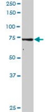 Anti-GMPS antibody produced in rabbit purified immunoglobulin, buffered aqueous solution