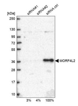 Anti-MORF4L2 antibody produced in rabbit Prestige Antibodies&#174; Powered by Atlas Antibodies, affinity isolated antibody, buffered aqueous glycerol solution