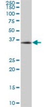 Anti-MBNL3 antibody produced in mouse purified immunoglobulin, buffered aqueous solution