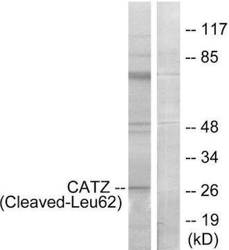 Anti-CATZ (Cleaved-Leu62) antibody produced in rabbit affinity isolated antibody