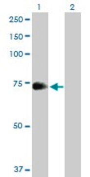 Anti-ZNF23 antibody produced in mouse purified immunoglobulin, buffered aqueous solution