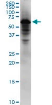 Monoclonal Anti-NDOR1 antibody produced in mouse clone 5A7, purified immunoglobulin, buffered aqueous solution