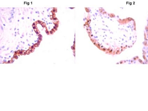 Anti-IDO Antibody, clone 1F8.2 clone 1F8.2, from mouse