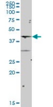 Anti-NCF4 antibody produced in mouse purified immunoglobulin, buffered aqueous solution