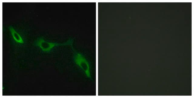 Anti-LEG9 antibody produced in rabbit affinity isolated antibody