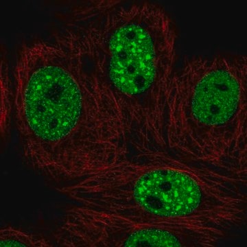 Anti-EHMT2 antibody produced in rabbit Prestige Antibodies&#174; Powered by Atlas Antibodies, affinity isolated antibody