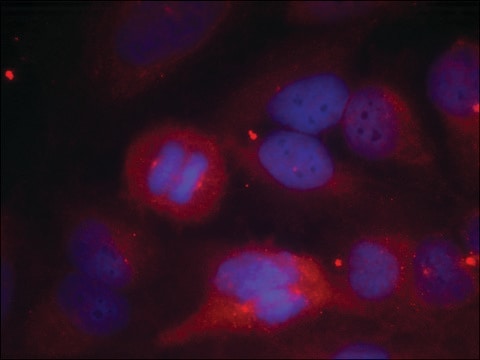 Anti-phospho-TH (pSer40) antibody produced in rabbit affinity isolated antibody