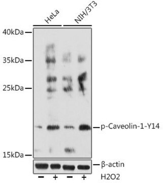 Anti-Phospho-Caveolin-1-Y14 antibody produced in rabbit