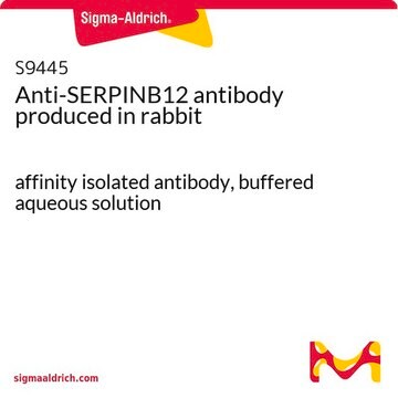 Anti-SERPINB12 antibody produced in rabbit affinity isolated antibody, buffered aqueous solution