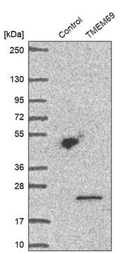 Anti-TMEM69 antibody produced in rabbit Prestige Antibodies&#174; Powered by Atlas Antibodies, affinity isolated antibody, buffered aqueous glycerol solution