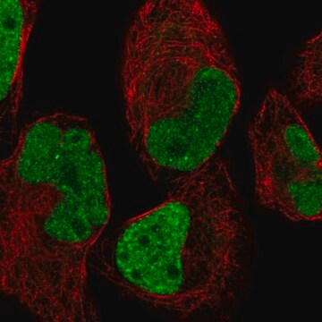 Anti-Ins-Igf2 Antibody Produced In Rabbit Prestige Antibodies&#174; Powered by Atlas Antibodies, affinity isolated antibody, buffered aqueous glycerol solution