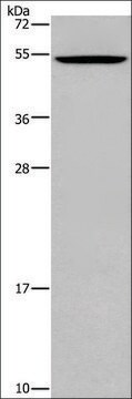 Anti-CATSPER3 antibody produced in rabbit affinity isolated antibody