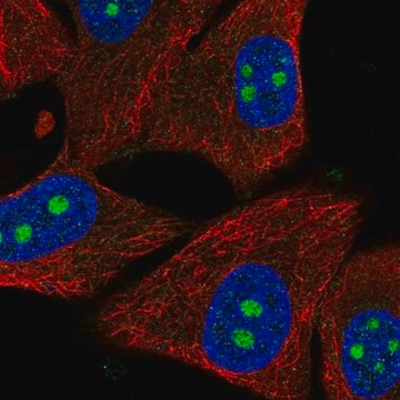 Anti-PPIL1 antibody produced in rabbit Prestige Antibodies&#174; Powered by Atlas Antibodies, affinity isolated antibody