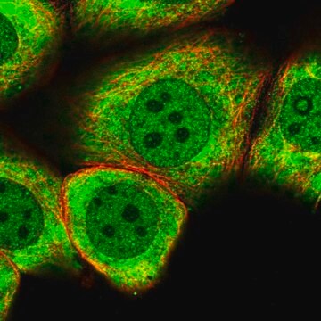 Anti-MYO5C antibody produced in rabbit Prestige Antibodies&#174; Powered by Atlas Antibodies, affinity isolated antibody