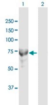 Anti-MTMR6 antibody produced in rabbit purified immunoglobulin, buffered aqueous solution