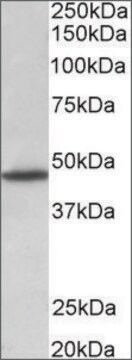 Anti-GPR83 antibody produced in goat affinity isolated antibody, buffered aqueous solution