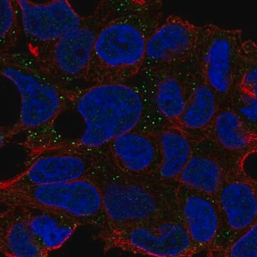 Anti-CNNM2 antibody produced in rabbit Prestige Antibodies&#174; Powered by Atlas Antibodies, affinity isolated antibody