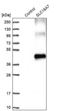 抗-SLC16A7 兔抗 Prestige Antibodies&#174; Powered by Atlas Antibodies, affinity isolated antibody, buffered aqueous glycerol solution