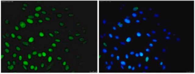 Anti-Nuclei Antibody, clone 235-1, Alexa Fluor&#8482; 488 conjugate clone 235-1, from mouse, ALEXA FLUOR&#8482; 488