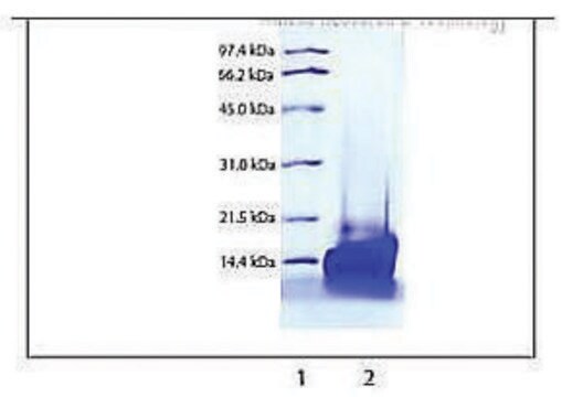 Platelet Factor 4 from human platelets &#8805;95% (SDS-PAGE)