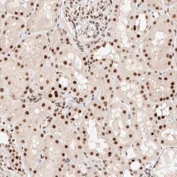 Anti-ZNF768 antibody produced in rabbit Prestige Antibodies&#174; Powered by Atlas Antibodies, affinity isolated antibody, buffered aqueous glycerol solution