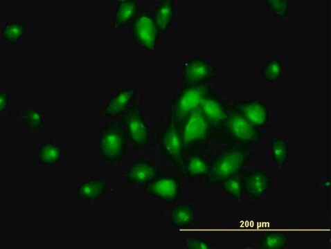 Monoclonal Anti-MGC16169 antibody produced in mouse clone 7A7, purified immunoglobulin, buffered aqueous solution