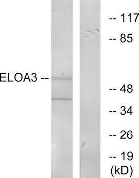 Anti-ELOA3 antibody produced in rabbit affinity isolated antibody