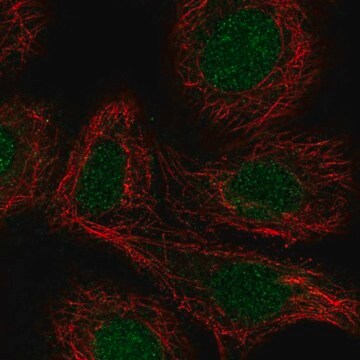 Anti-RARA antibody produced in rabbit Prestige Antibodies&#174; Powered by Atlas Antibodies, affinity isolated antibody