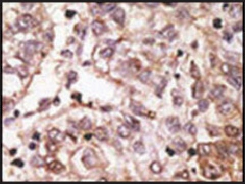 Anti-SIGLEC1 (C-term) antibody produced in rabbit IgG fraction of antiserum, buffered aqueous solution