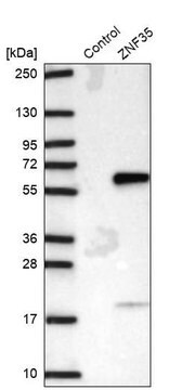 Anti-ZNF35 antibody produced in rabbit Prestige Antibodies&#174; Powered by Atlas Antibodies, affinity isolated antibody, buffered aqueous glycerol solution