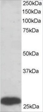 Anti-PGAM1/PGAM2/PGAM4 antibody produced in goat affinity isolated antibody, buffered aqueous solution