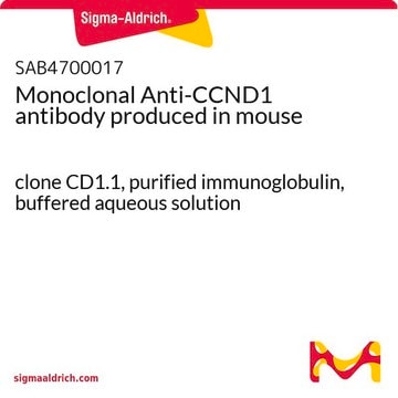 Monoclonal Anti-CCND1 antibody produced in mouse clone CD1.1, purified immunoglobulin, buffered aqueous solution