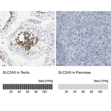 Anti-SLC2A5 antibody produced in rabbit Prestige Antibodies&#174; Powered by Atlas Antibodies, affinity isolated antibody, buffered aqueous glycerol solution