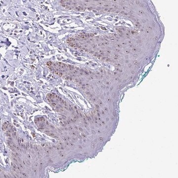 Anti-PROSER1 antibody produced in rabbit Prestige Antibodies&#174; Powered by Atlas Antibodies, affinity isolated antibody, buffered aqueous glycerol solution