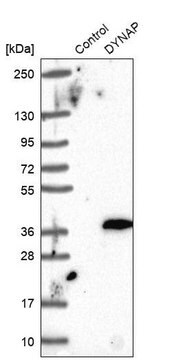 Anti-DYNAP antibody produced in rabbit Prestige Antibodies&#174; Powered by Atlas Antibodies, affinity isolated antibody, buffered aqueous glycerol solution