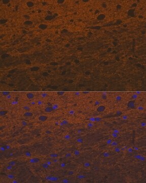 Anti-Syntaxin Antibody, clone 7D9V8, Rabbit Monoclonal