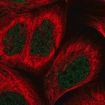 Anti-BHLHE41 antibody produced in rabbit Prestige Antibodies&#174; Powered by Atlas Antibodies, affinity isolated antibody