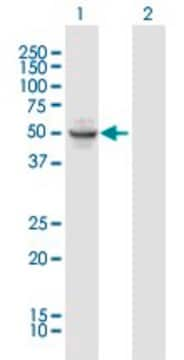 Anti-OKL38 antibody produced in mouse purified immunoglobulin, buffered aqueous solution