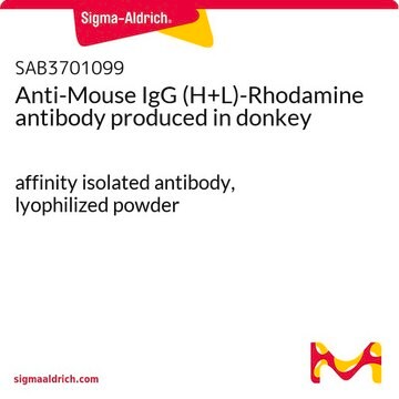 Anti-Mouse IgG (H+L)-Rhodamine antibody produced in donkey affinity isolated antibody, lyophilized powder