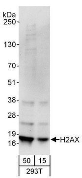 Goat anti-H2AX Antibody, Affinity Purified Powered by Bethyl Laboratories, Inc.