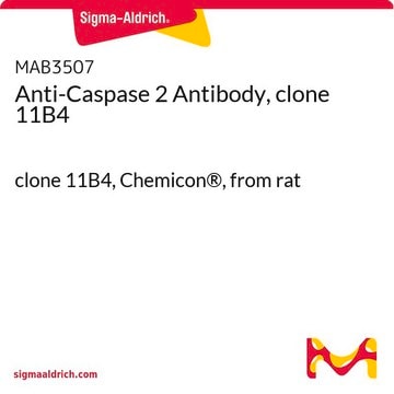 Anti-Caspase 2 Antibody, clone 11B4 clone 11B4, Chemicon&#174;, from rat